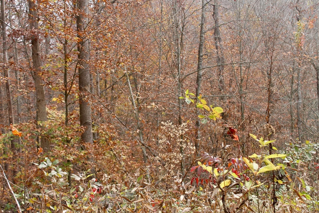 Autumn Ridge Tract 10 photo 8