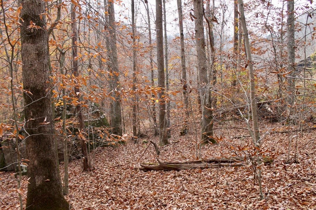 Autumn Ridge Tract 10 photo 15