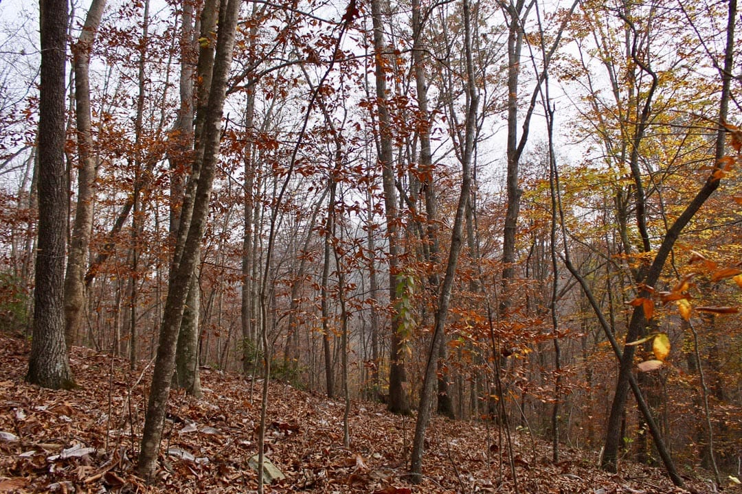 Autumn Ridge Tract 10 photo 19