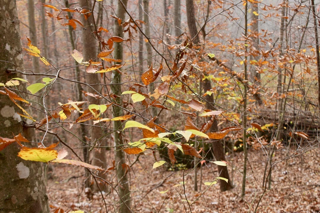 Autumn Ridge Tract 10 photo 23