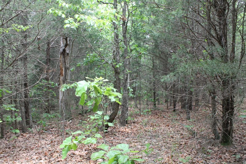 Cedar Ridge Ranch Tract 28 photo 3