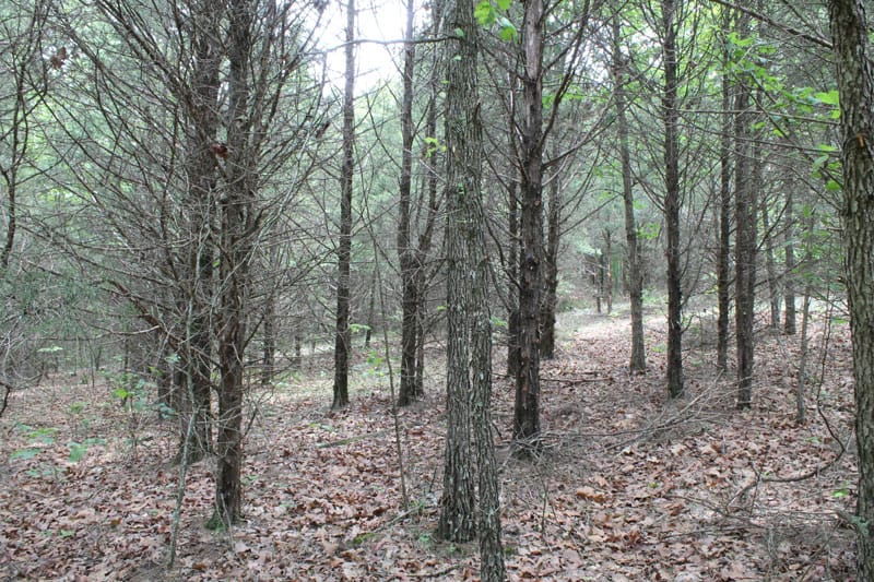 Cedar Ridge Ranch Tract 28 photo 4