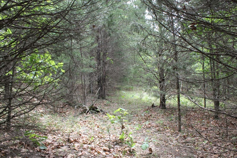 Cedar Ridge Ranch Tract 28 photo 5