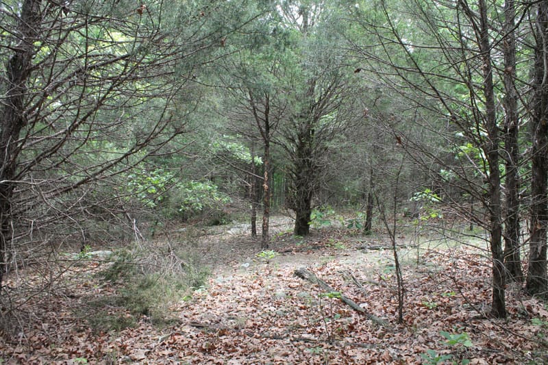 Cedar Ridge Ranch Tract 28 photo 6