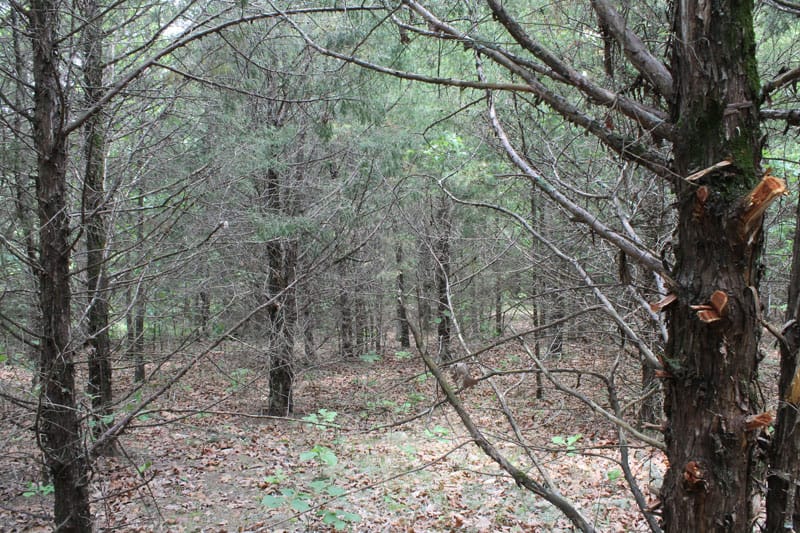 Cedar Ridge Ranch Tract 28 photo 7