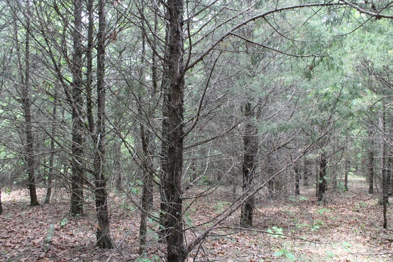 Cedar Ridge Ranch Tract 28 photo 8