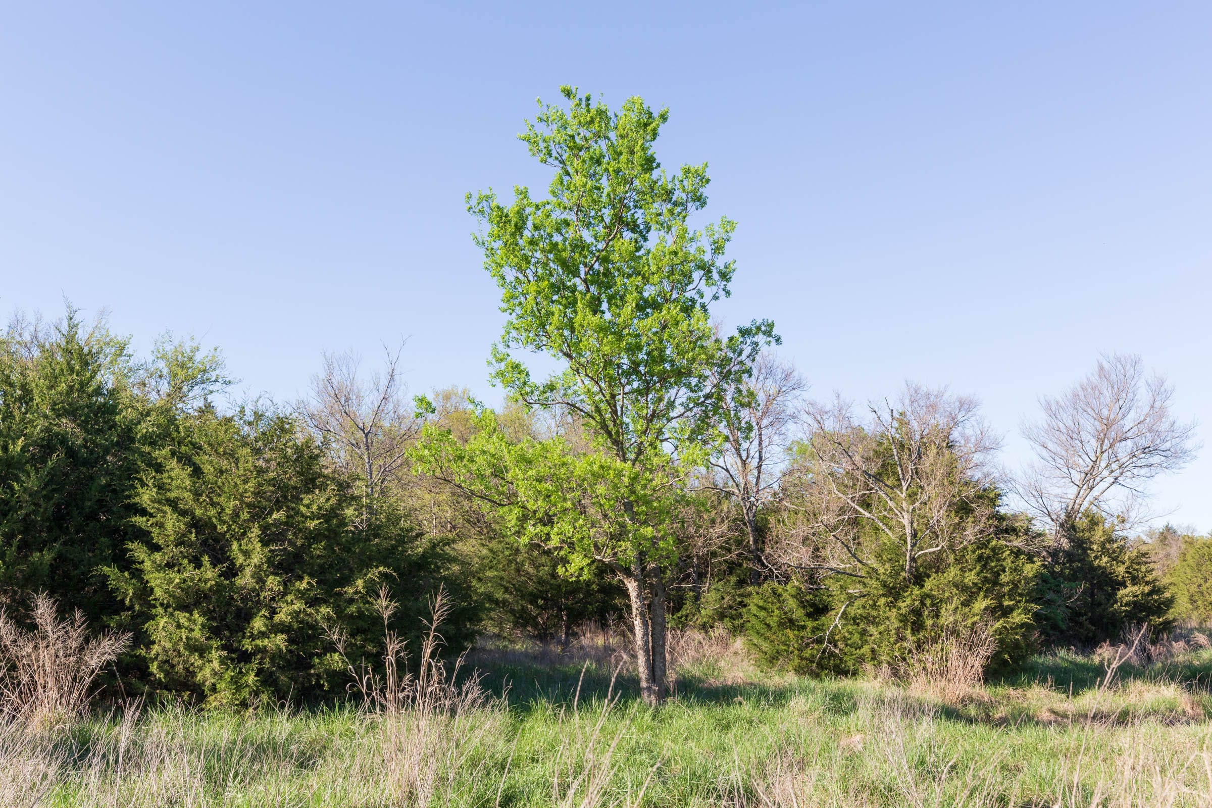 Prairie Grove Tract 5 photo 8