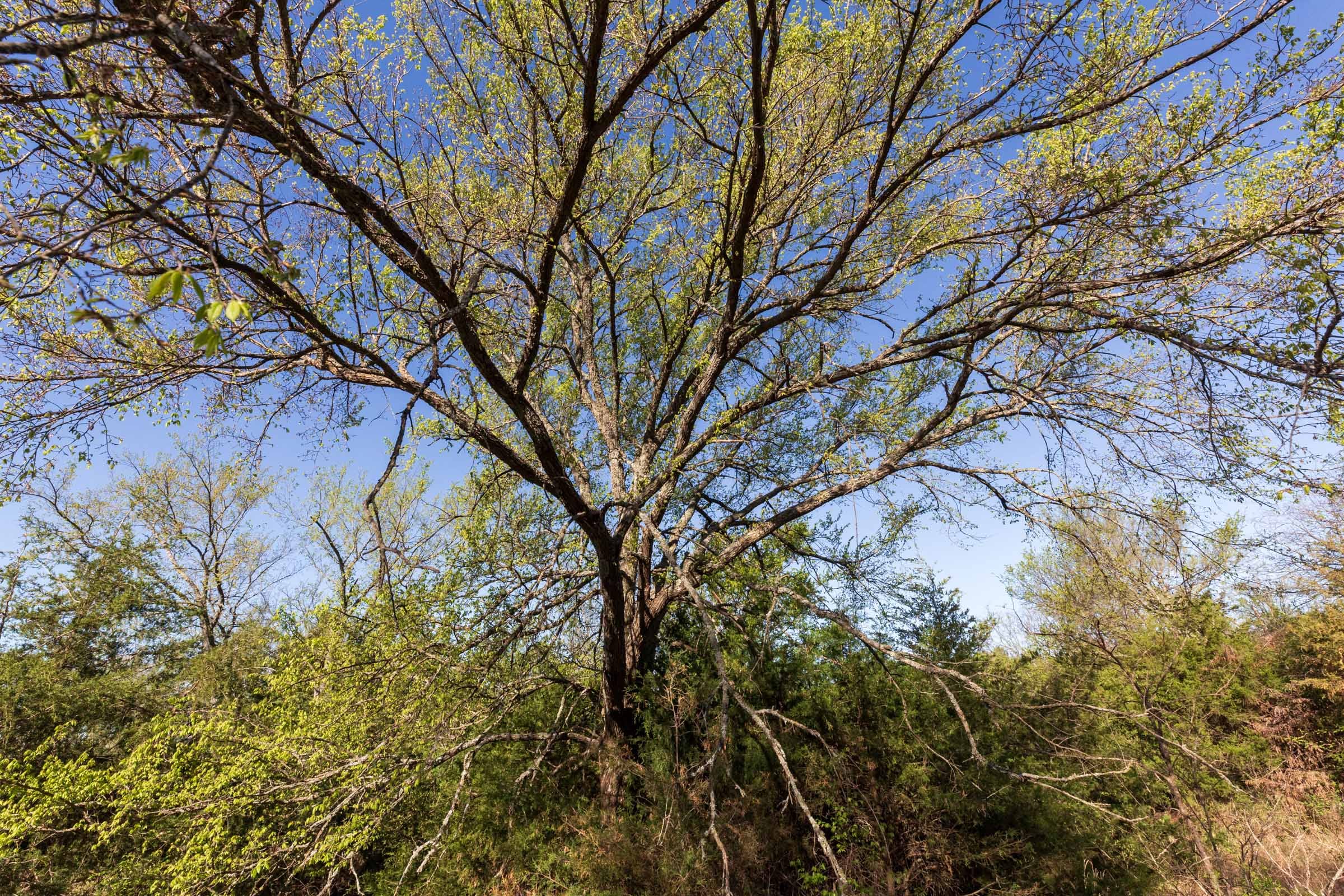 Prairie Grove Tract 5 photo 14
