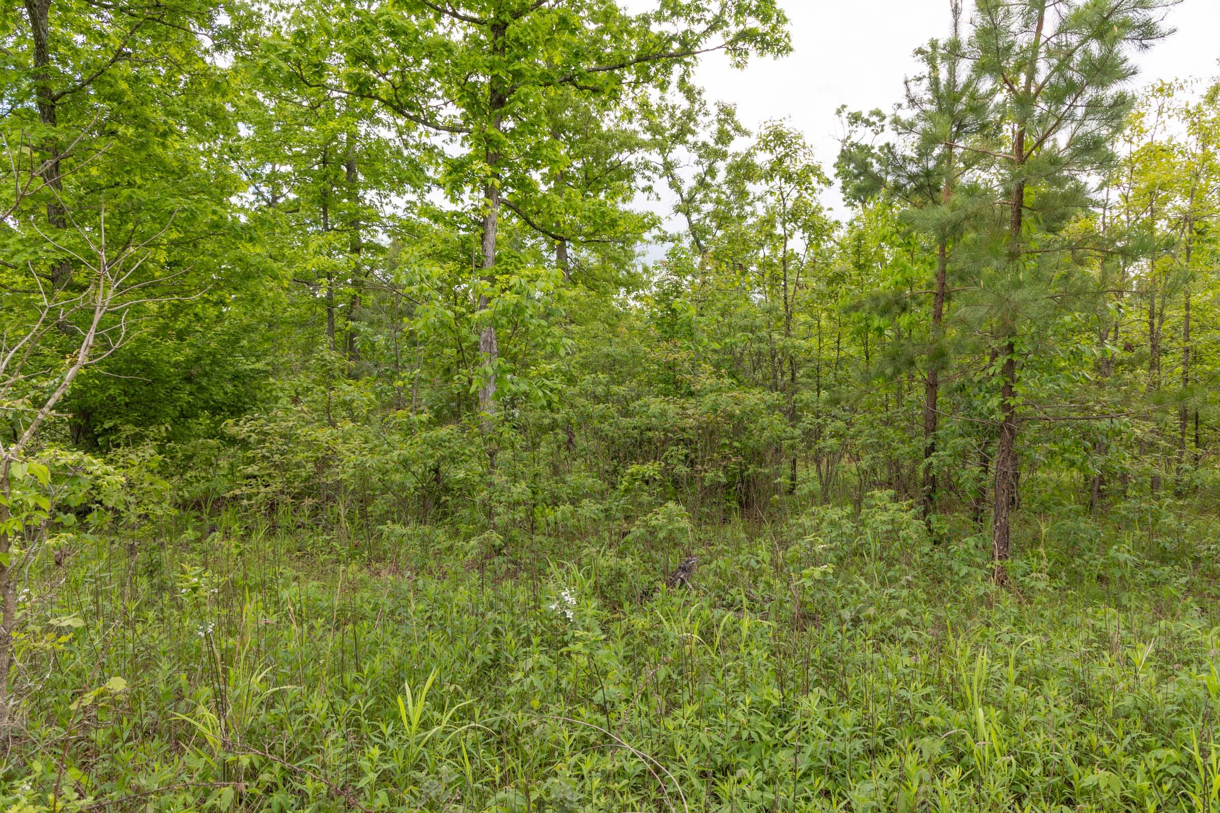 Sleepy Hollow Phase II Tract 71 photo 5