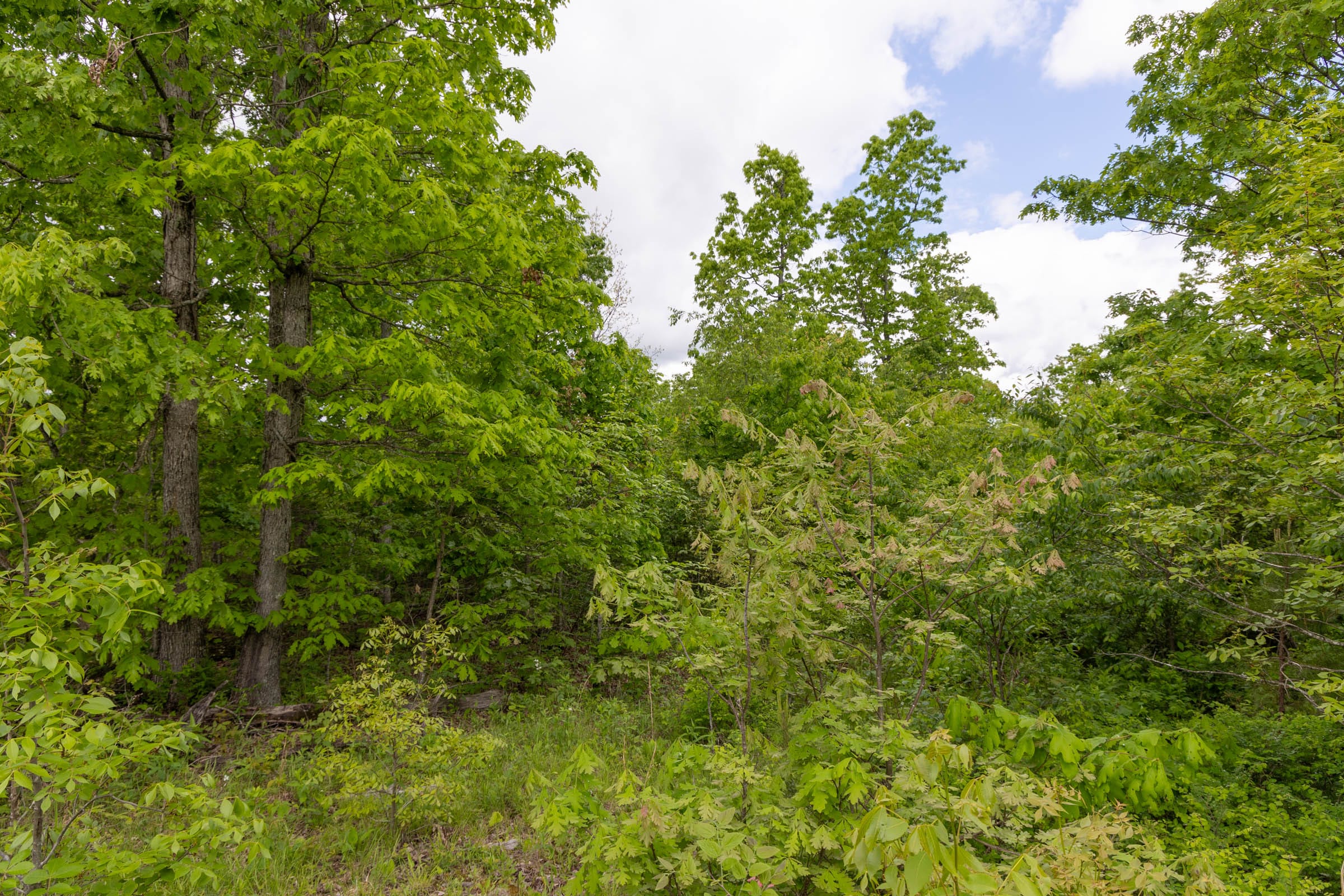 Sleepy Hollow Phase II Tract 71 photo 4