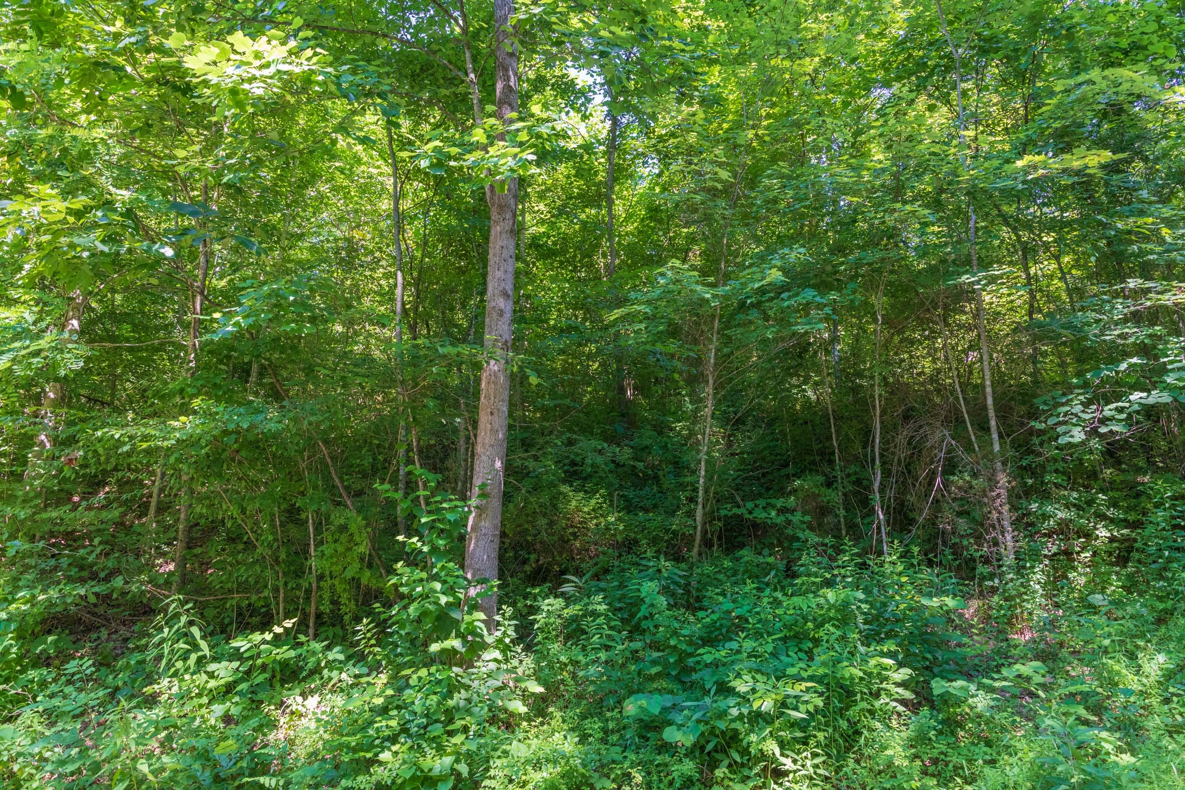 River’s Edge Tract 35 photo 3