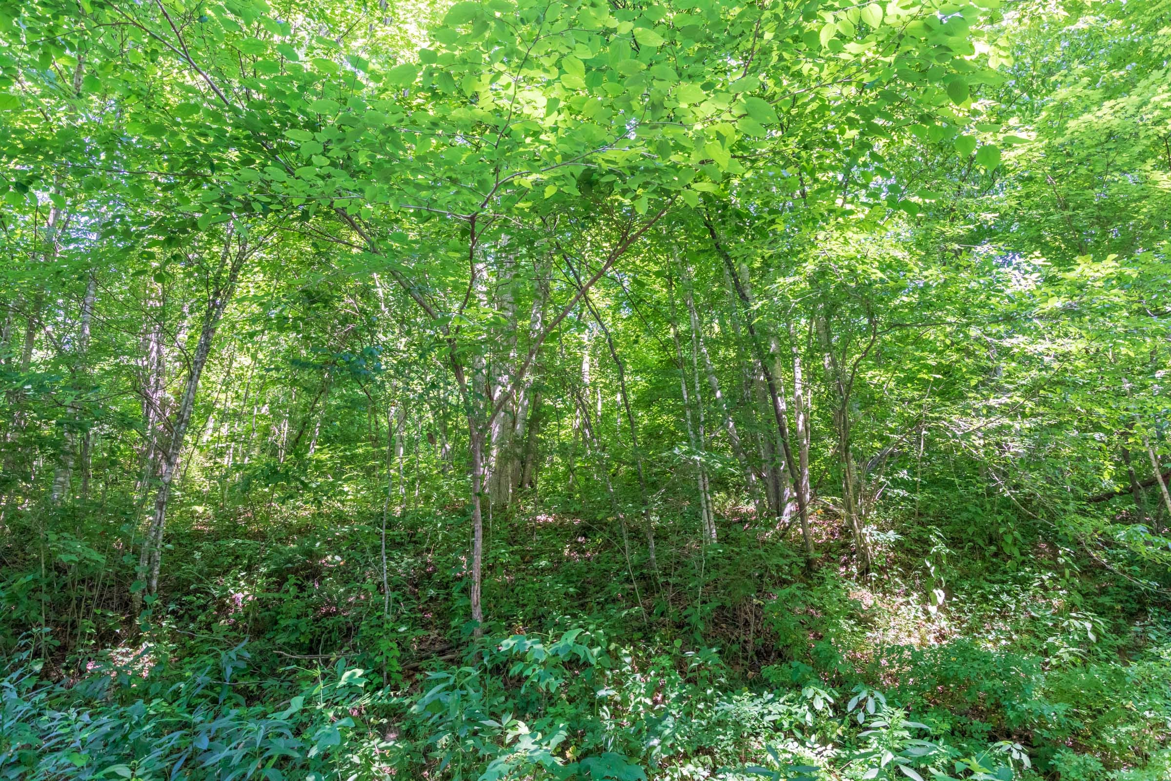 River’s Edge Tract 35 photo 4
