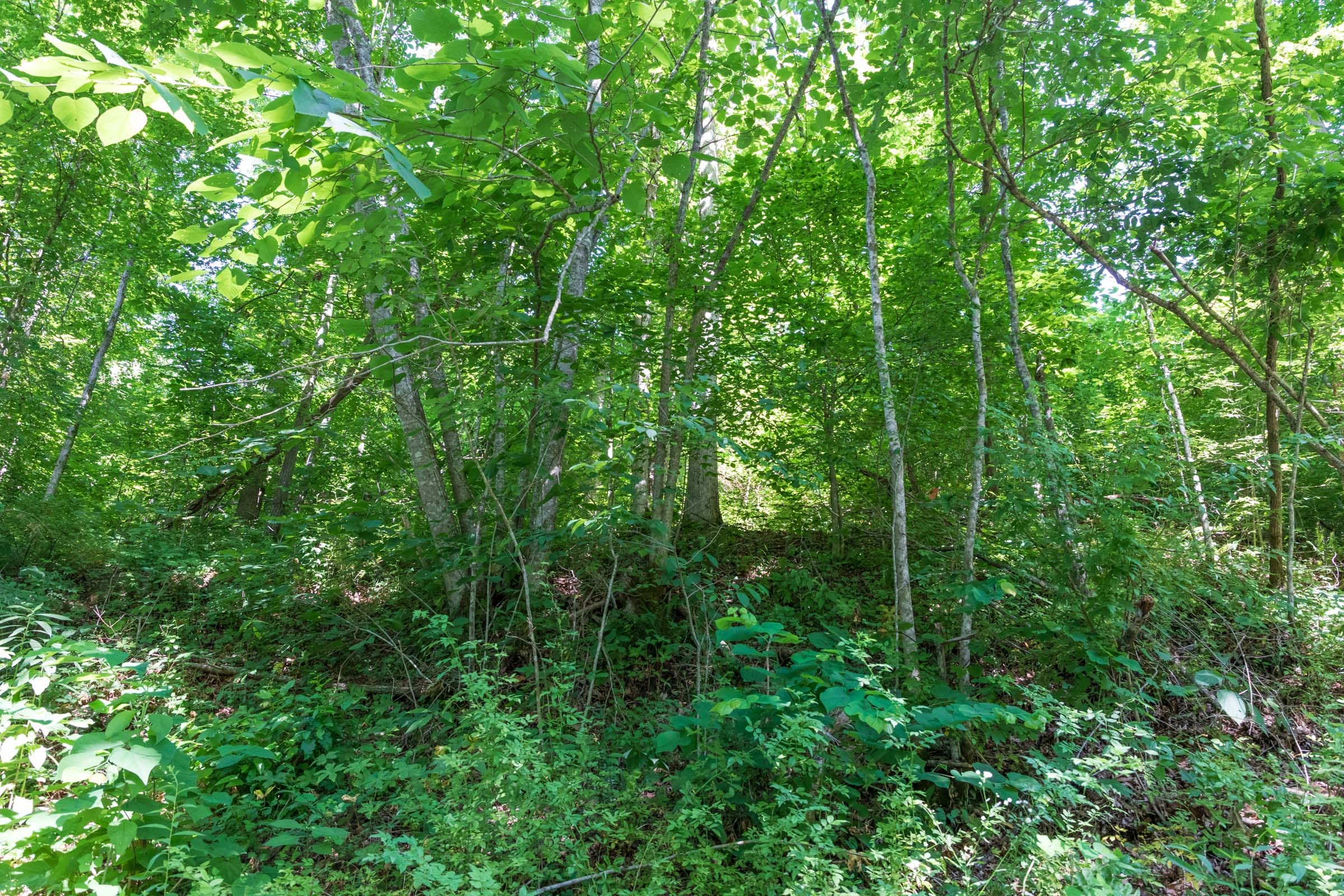 River’s Edge Tract 35 photo 5