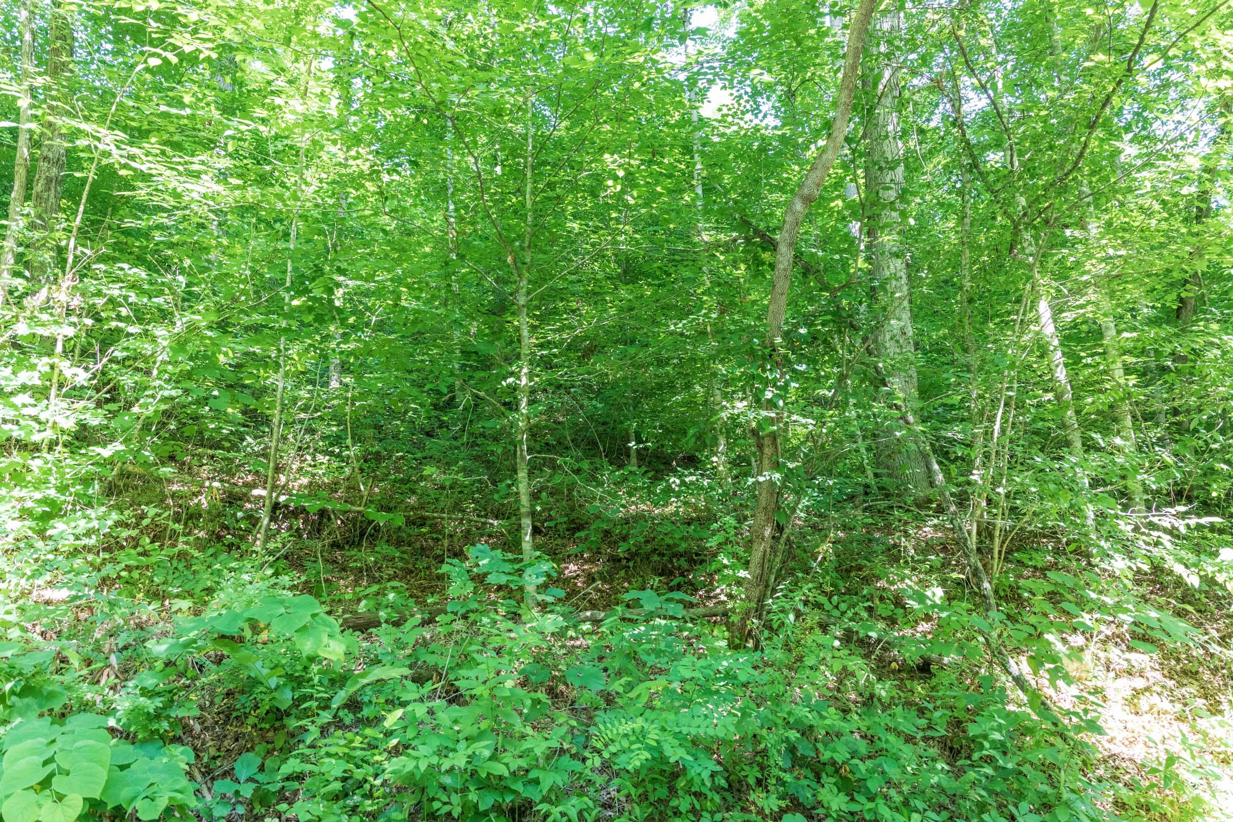 River’s Edge Tract 35 photo 6