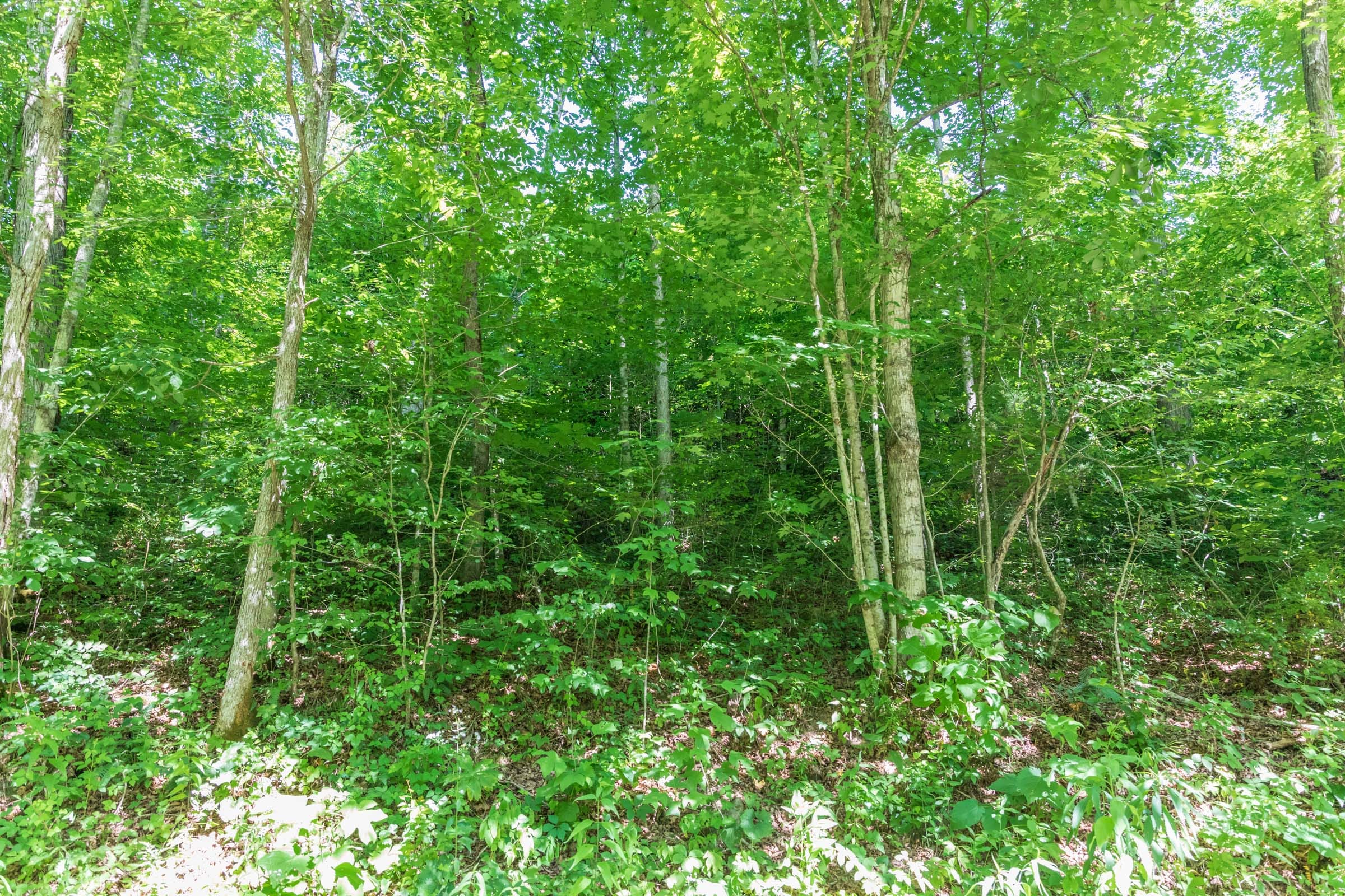 River’s Edge Tract 35 photo 8