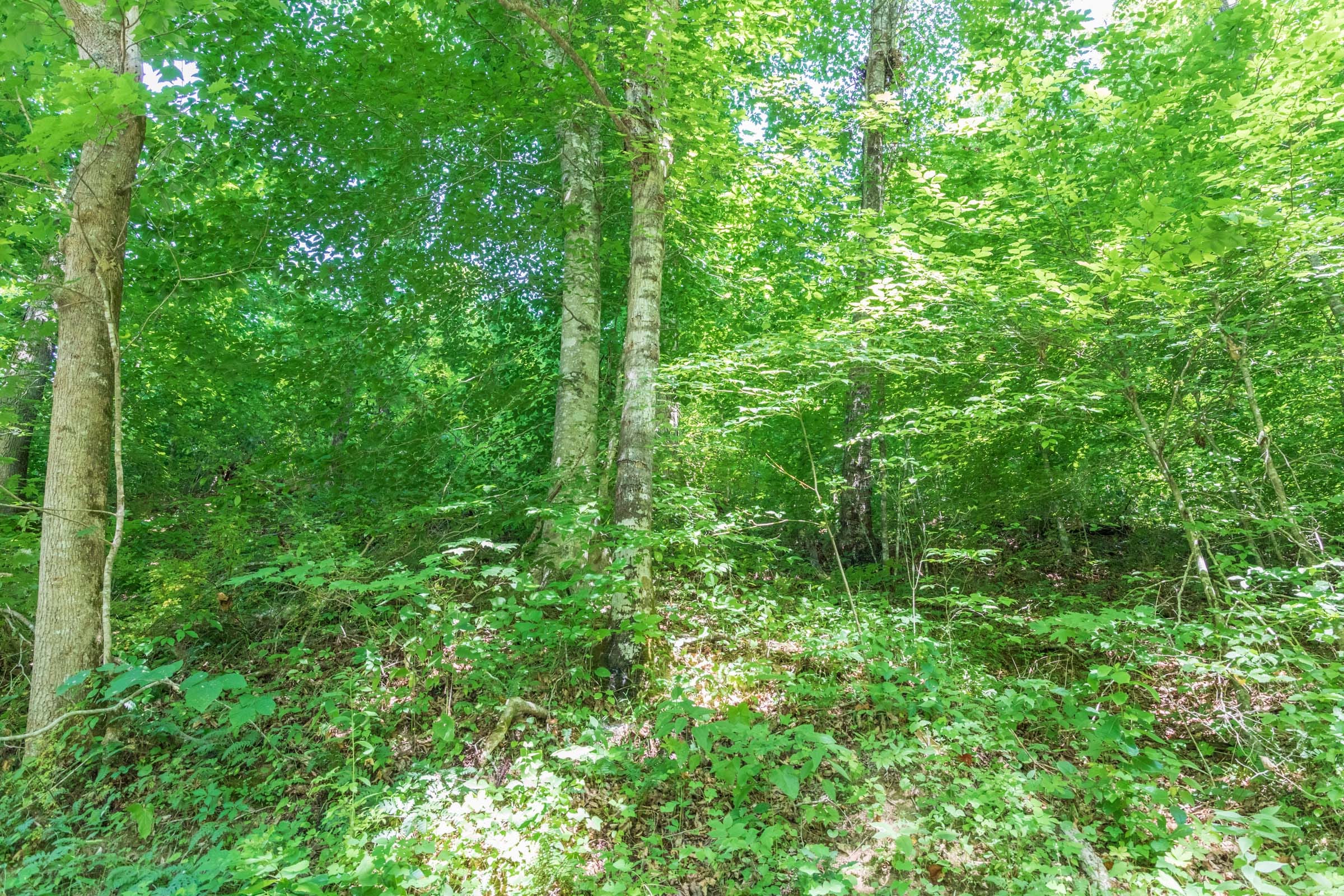 River’s Edge Tract 35 photo 9