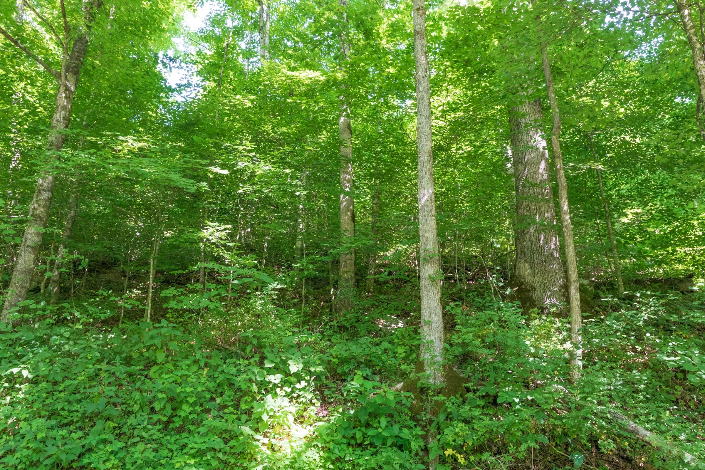 River’s Edge Tract 35 photo 10
