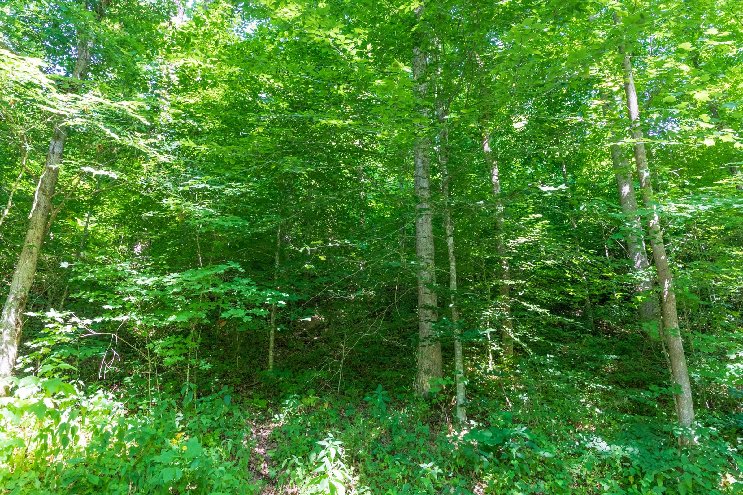 River’s Edge Tract 35 photo 11