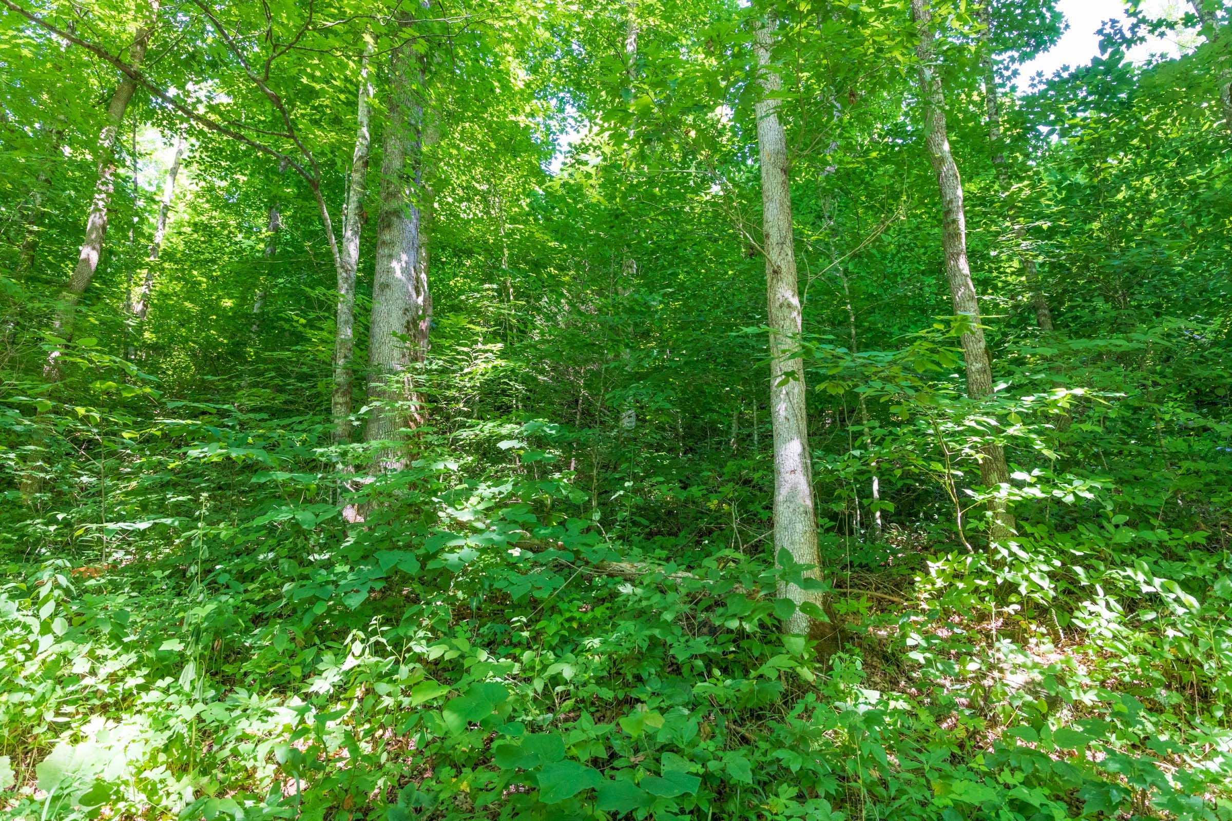 River’s Edge Tract 35 photo 12