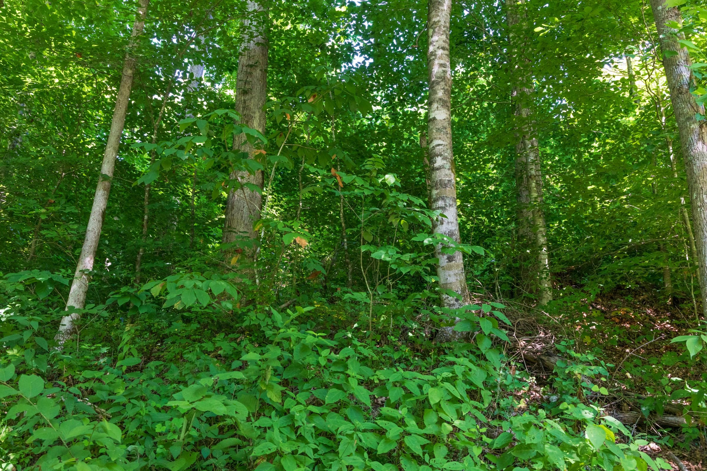River’s Edge Tract 35 photo 14