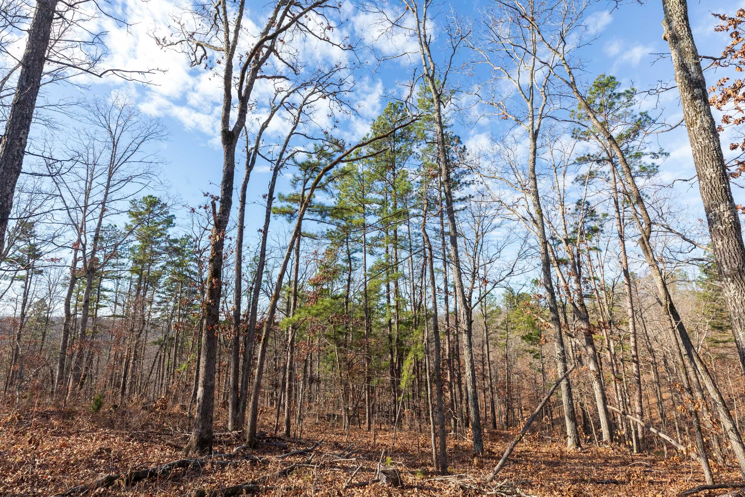 Cypress Ridge Tract 39 photo 7