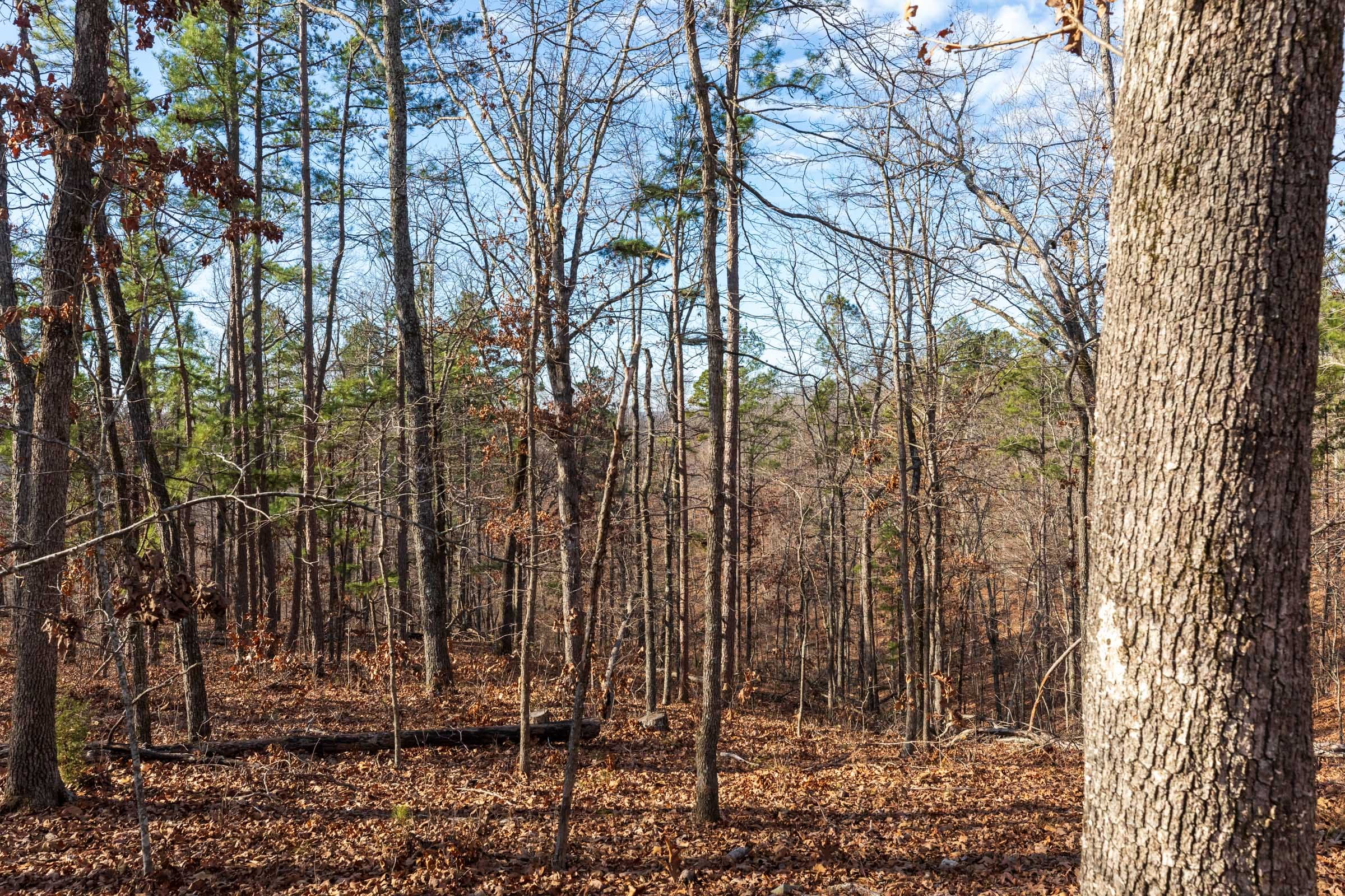 Cypress Ridge Tract 39 photo 9