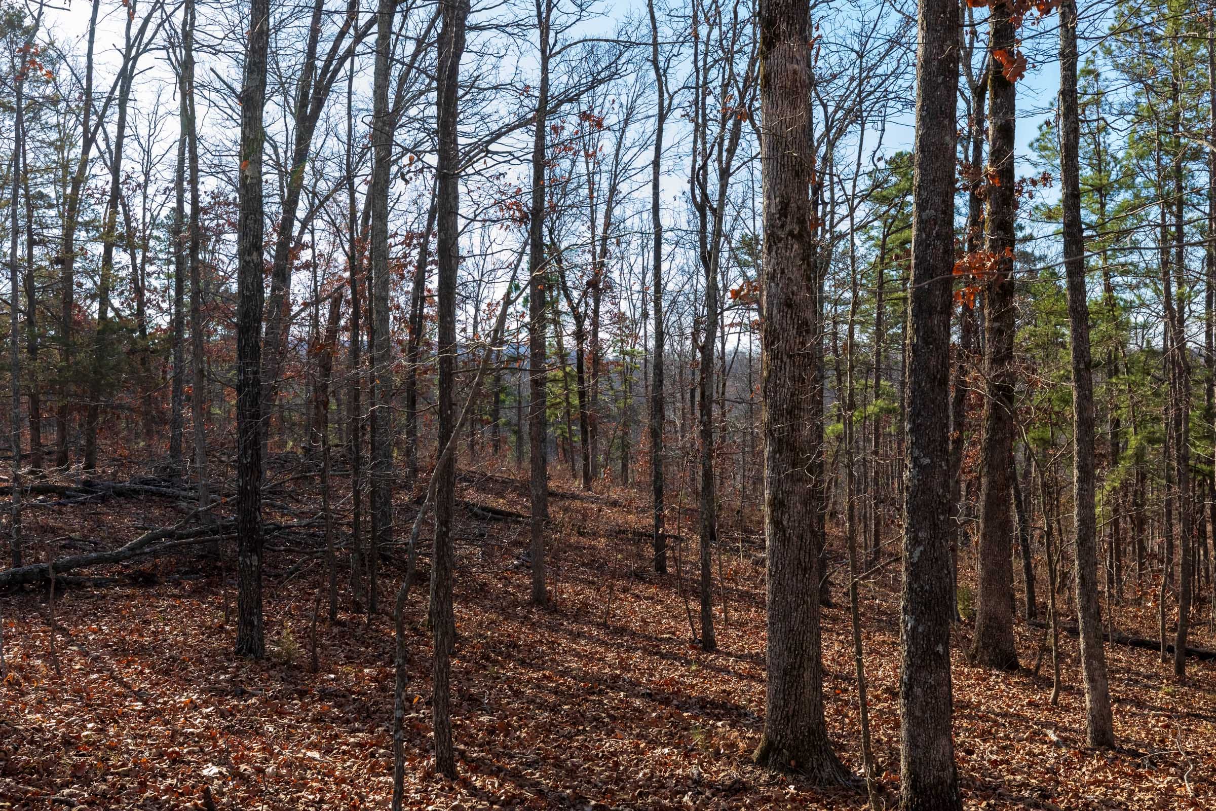 Cypress Ridge Tract 39 photo 11