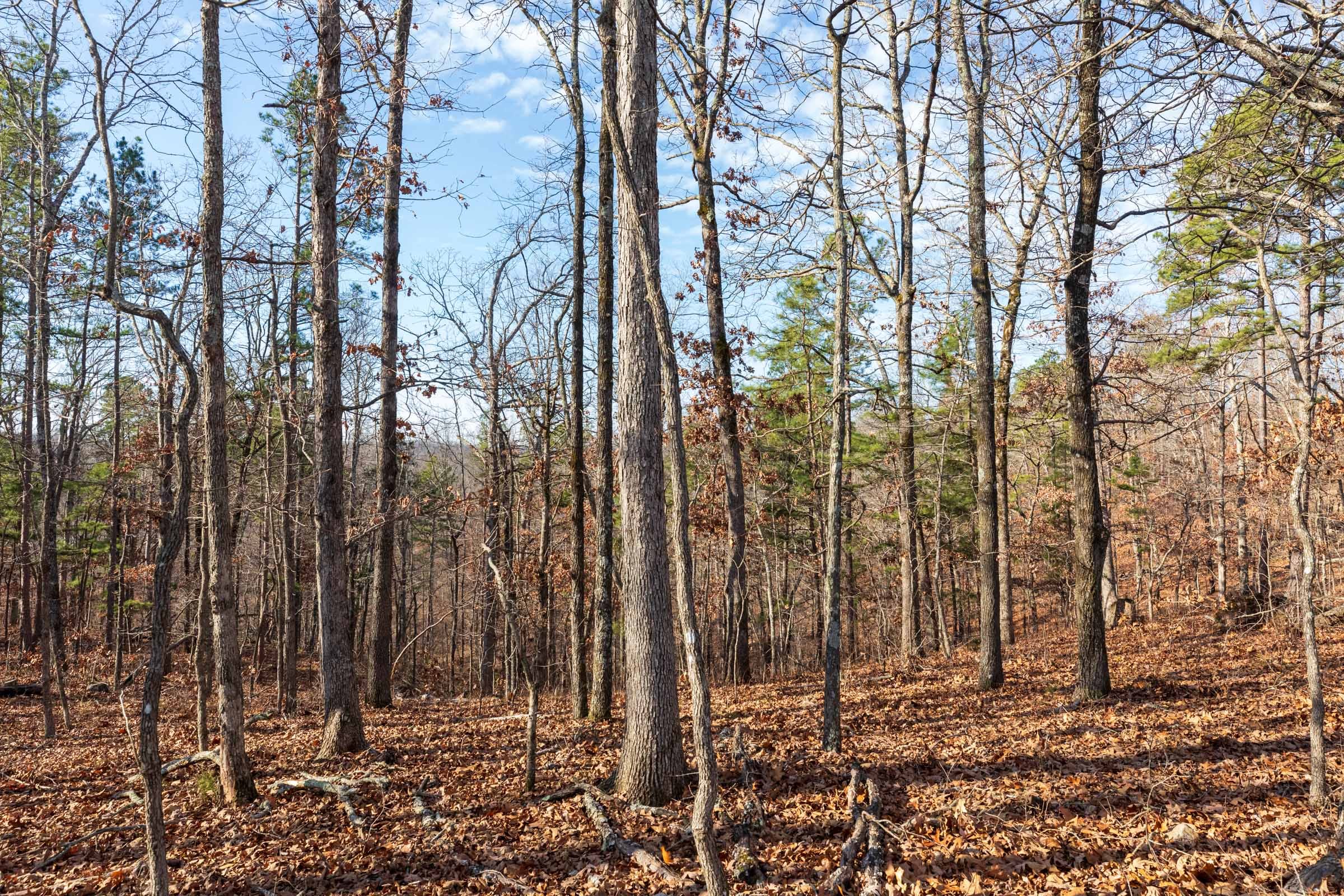 Cypress Ridge Tract 39 photo 4