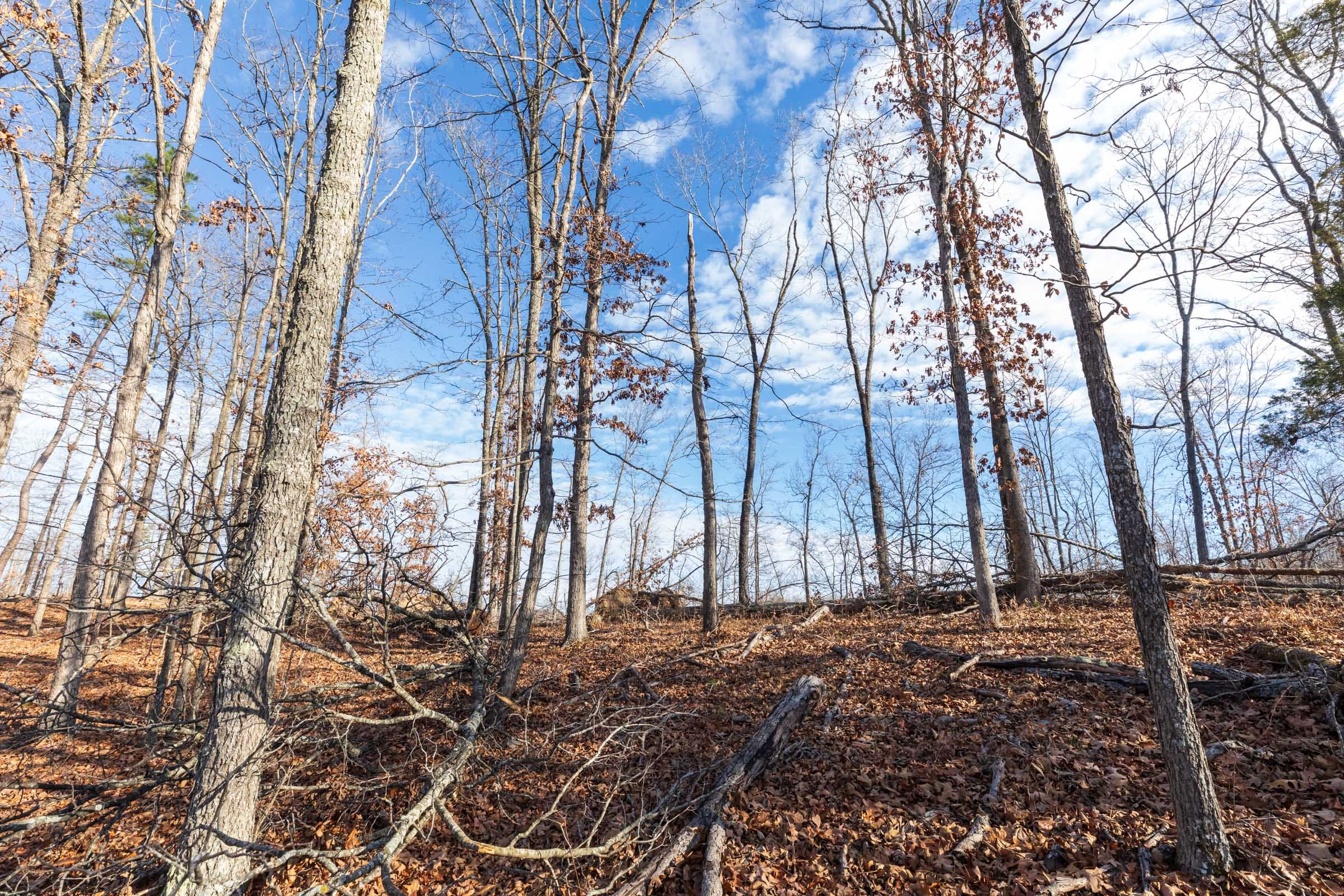 Cypress Ridge Tract 39 photo 5