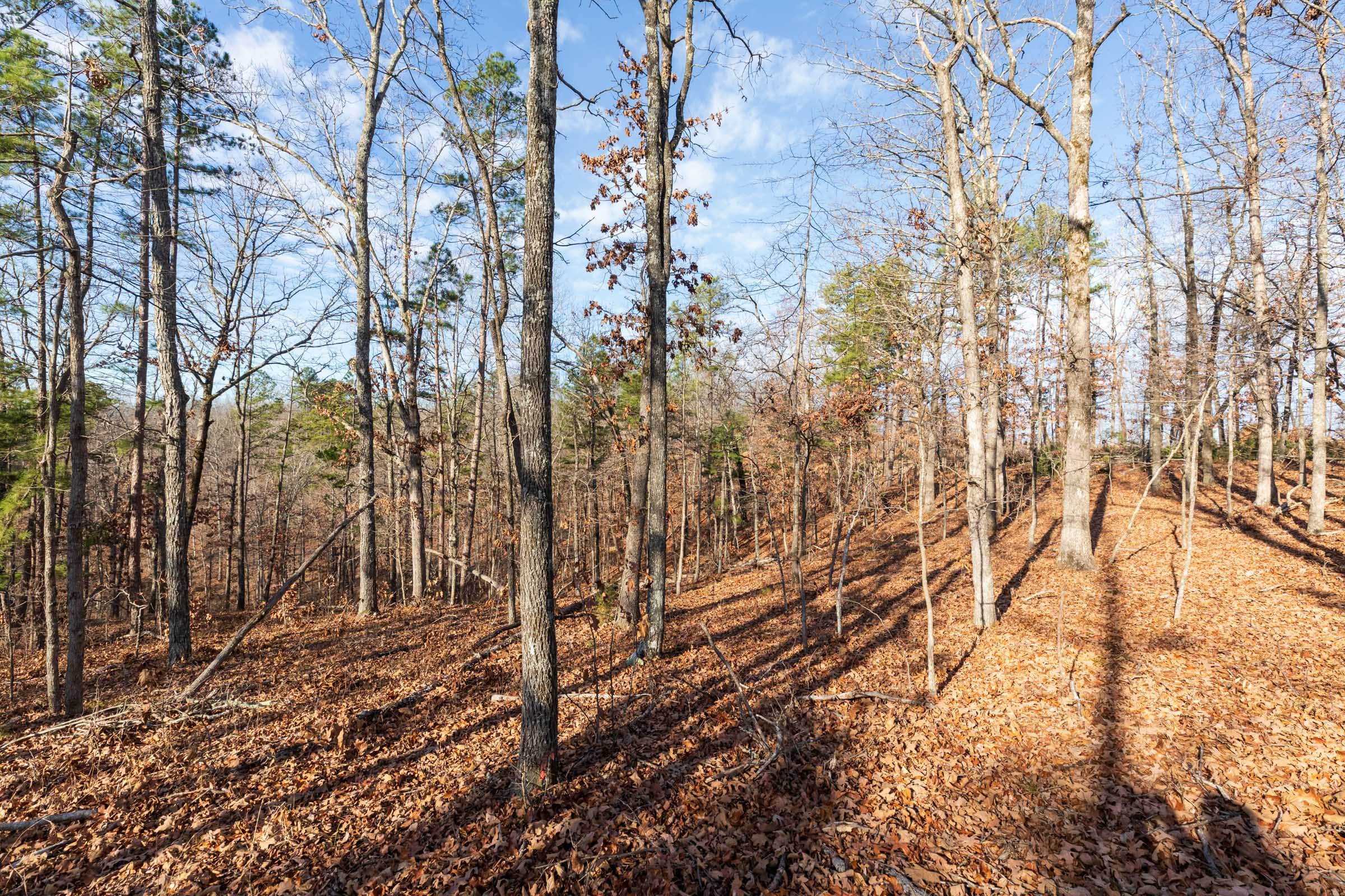 Cypress Ridge Tract 39 photo 10