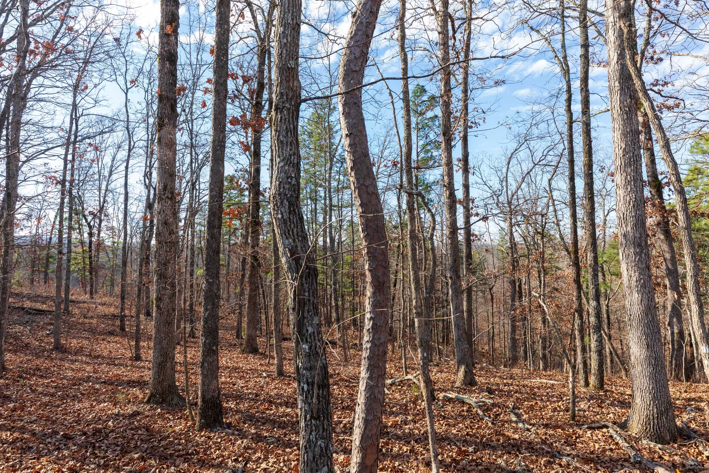 Cypress Ridge Tract 39 photo 8
