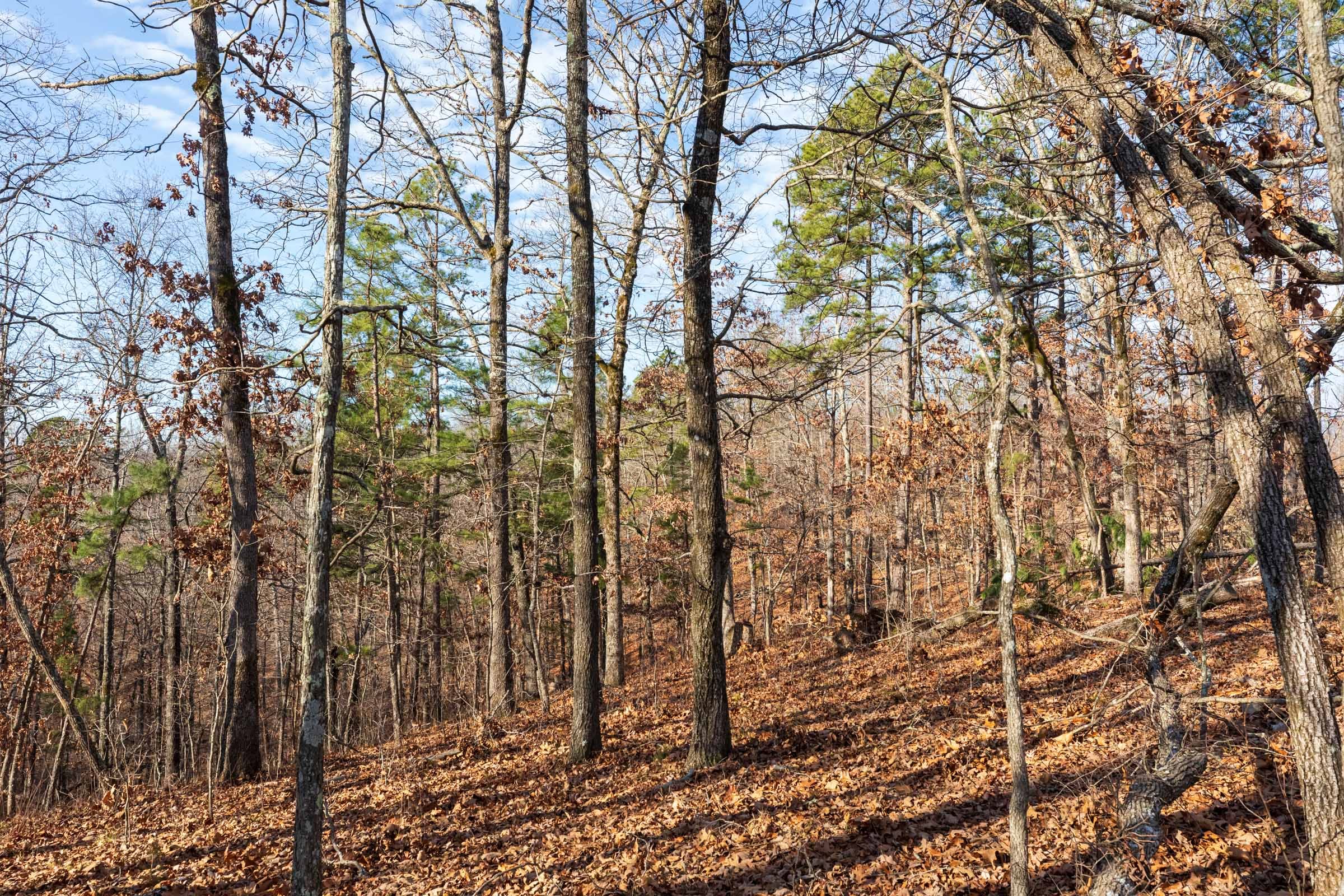 Cypress Ridge Tract 39 photo 6