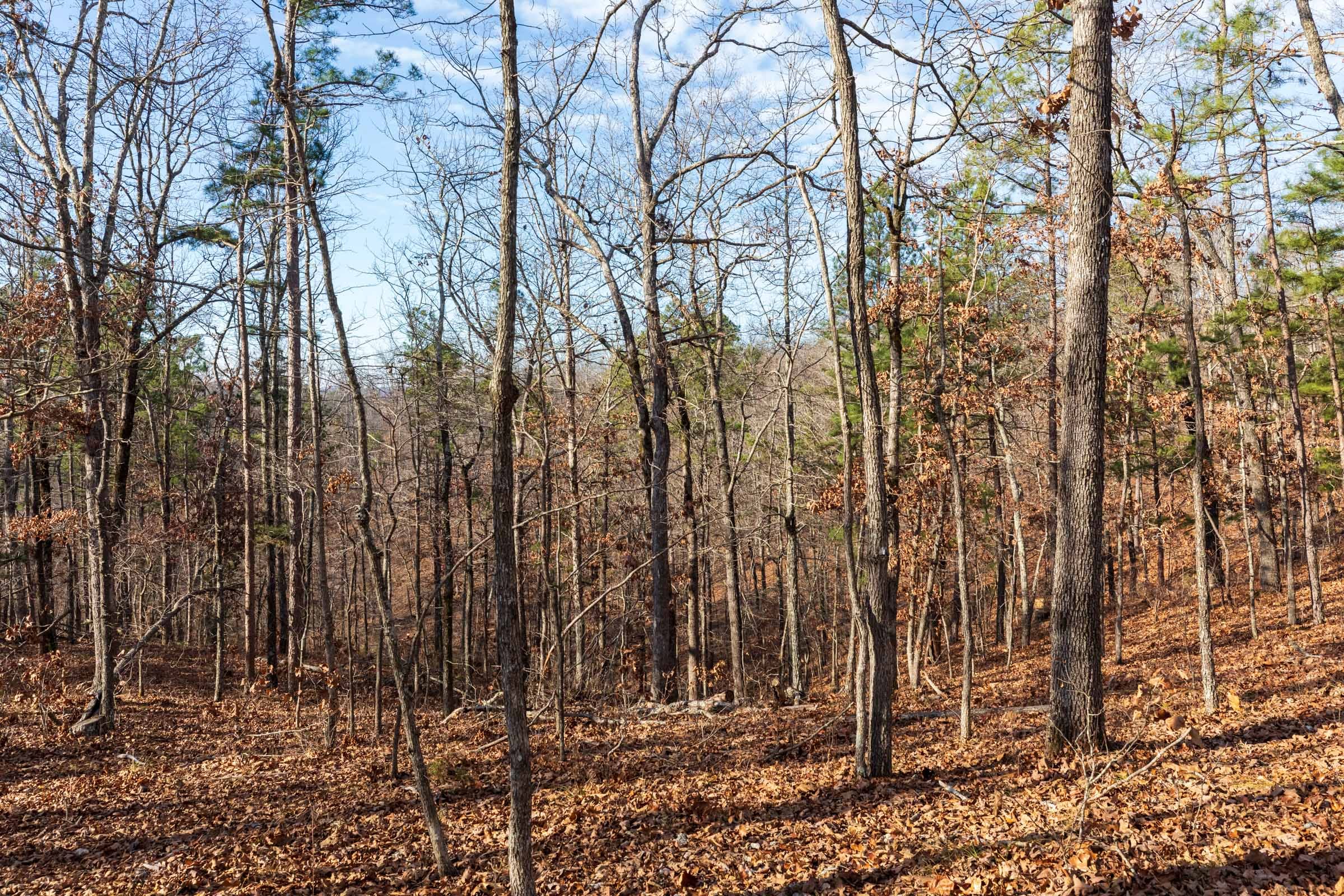 Cypress Ridge Tract 39 photo 3