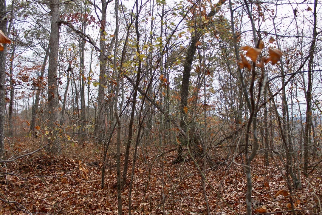 Autumn Ridge Tract 21 photo 4