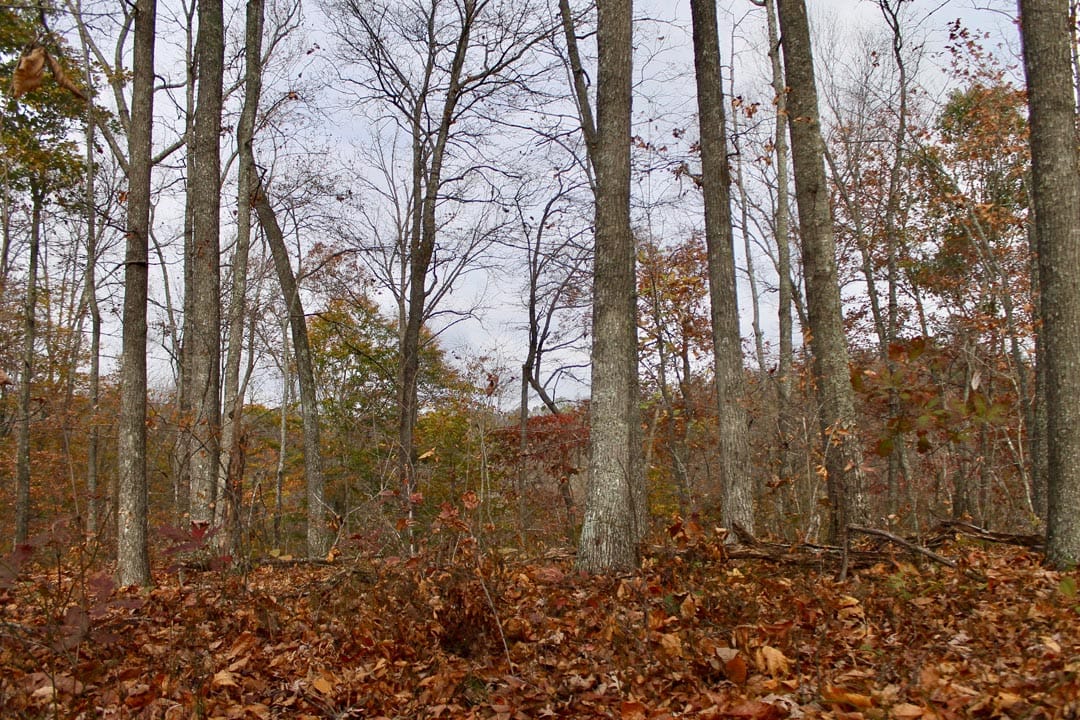Autumn Ridge Tract 21 photo 6