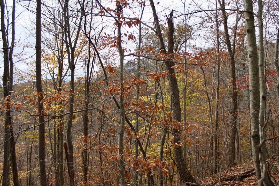 Autumn Ridge Tract 21 photo 10