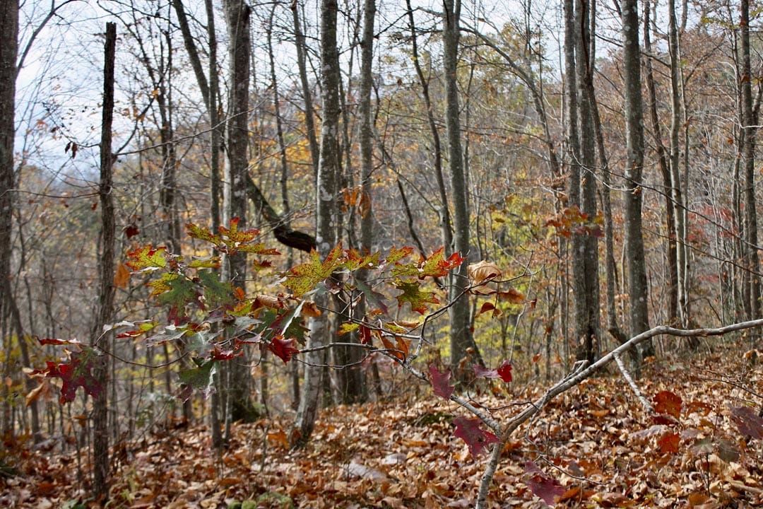 Autumn Ridge Tract 21 photo 12