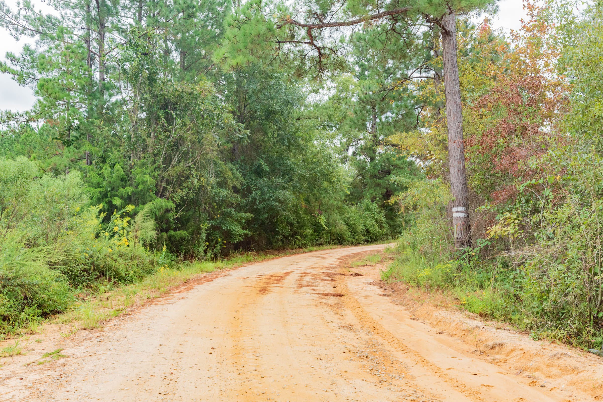 Jackson’s Gap Tract 7 photo 1