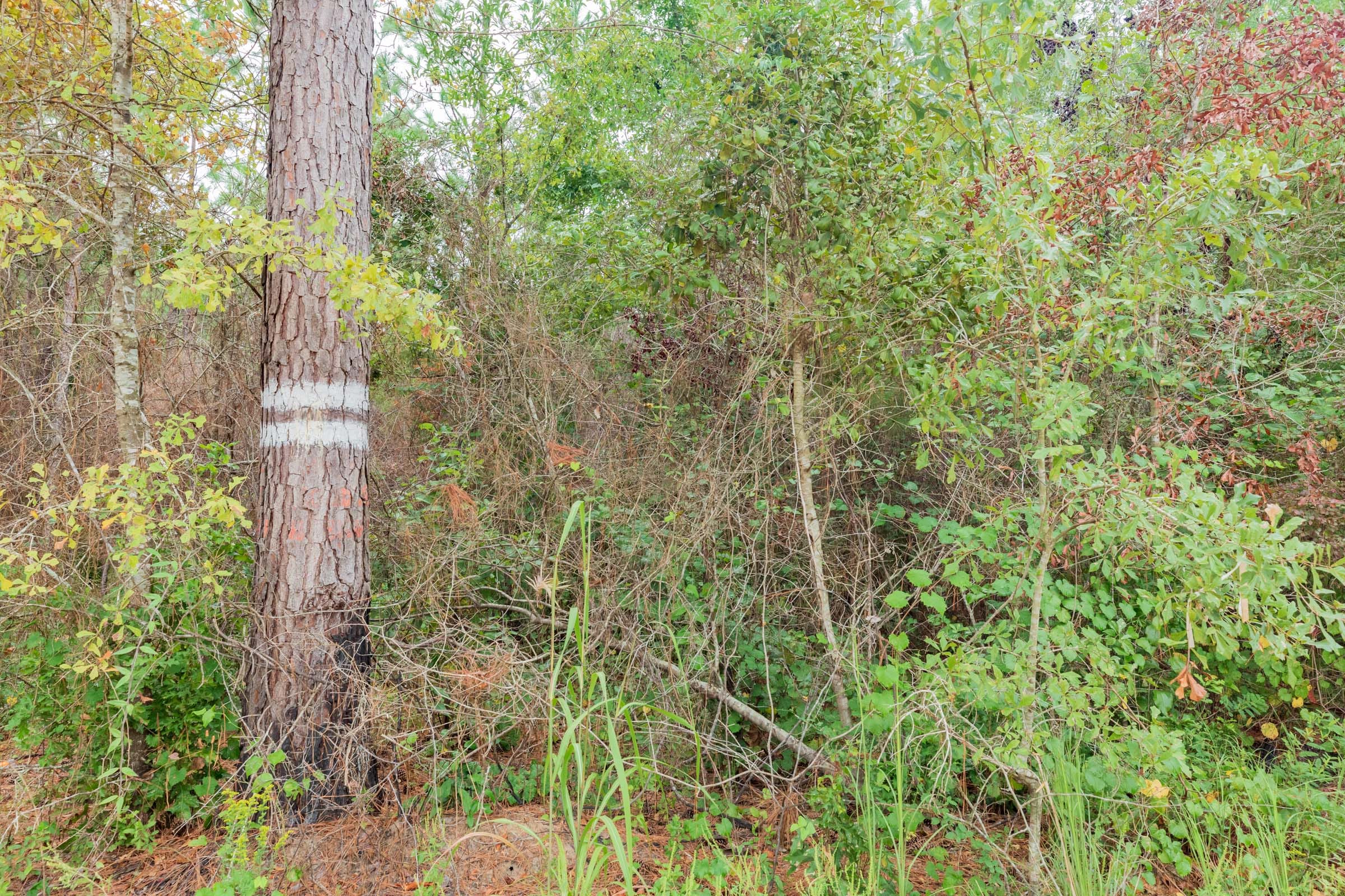 Jackson’s Gap Tract 7 photo 2