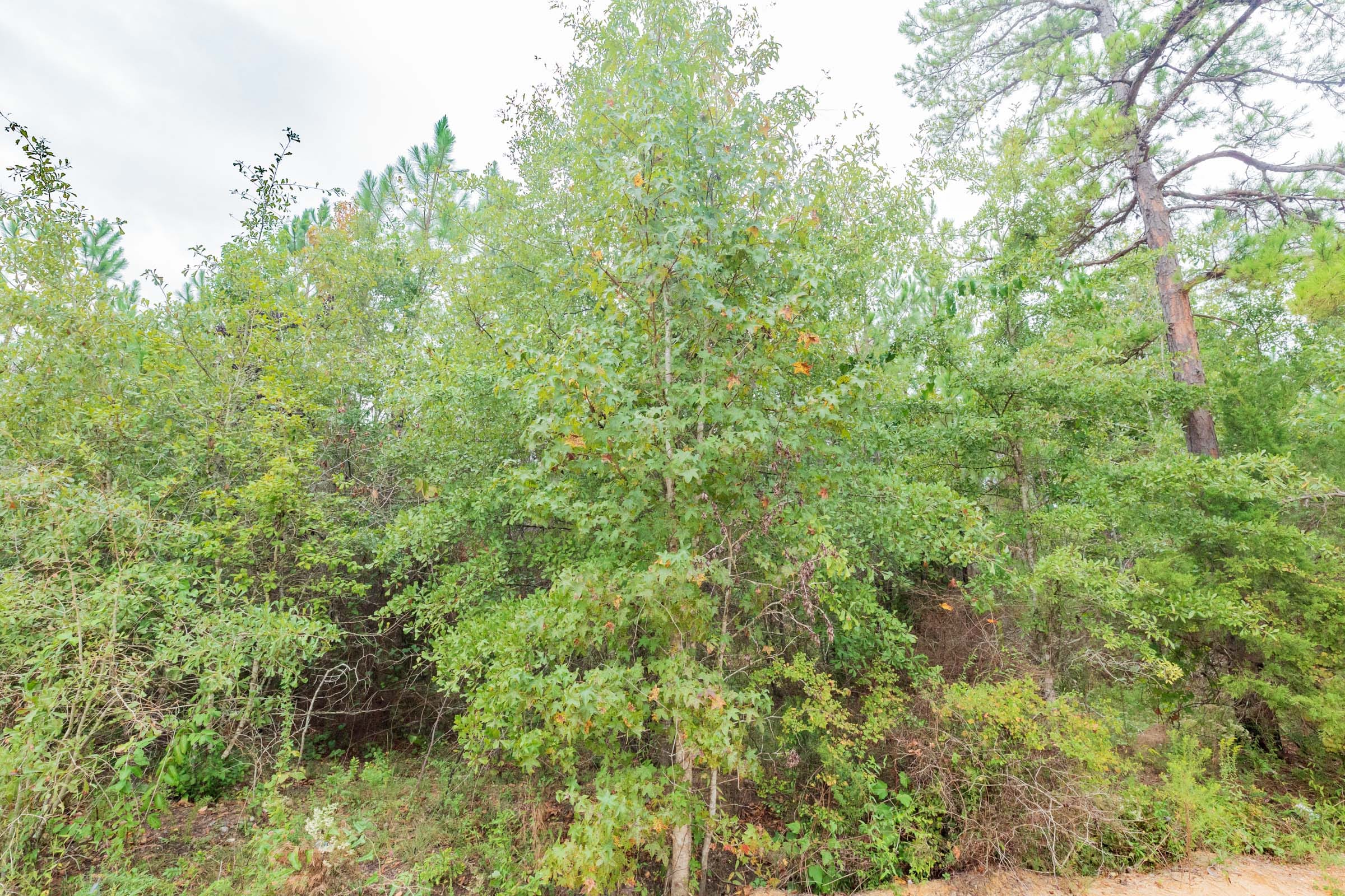 Jackson’s Gap Tract 7 photo 3