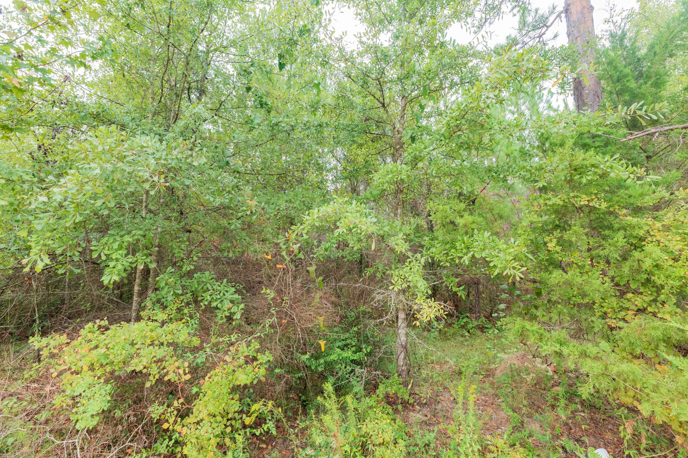 Jackson’s Gap Tract 7 photo 4