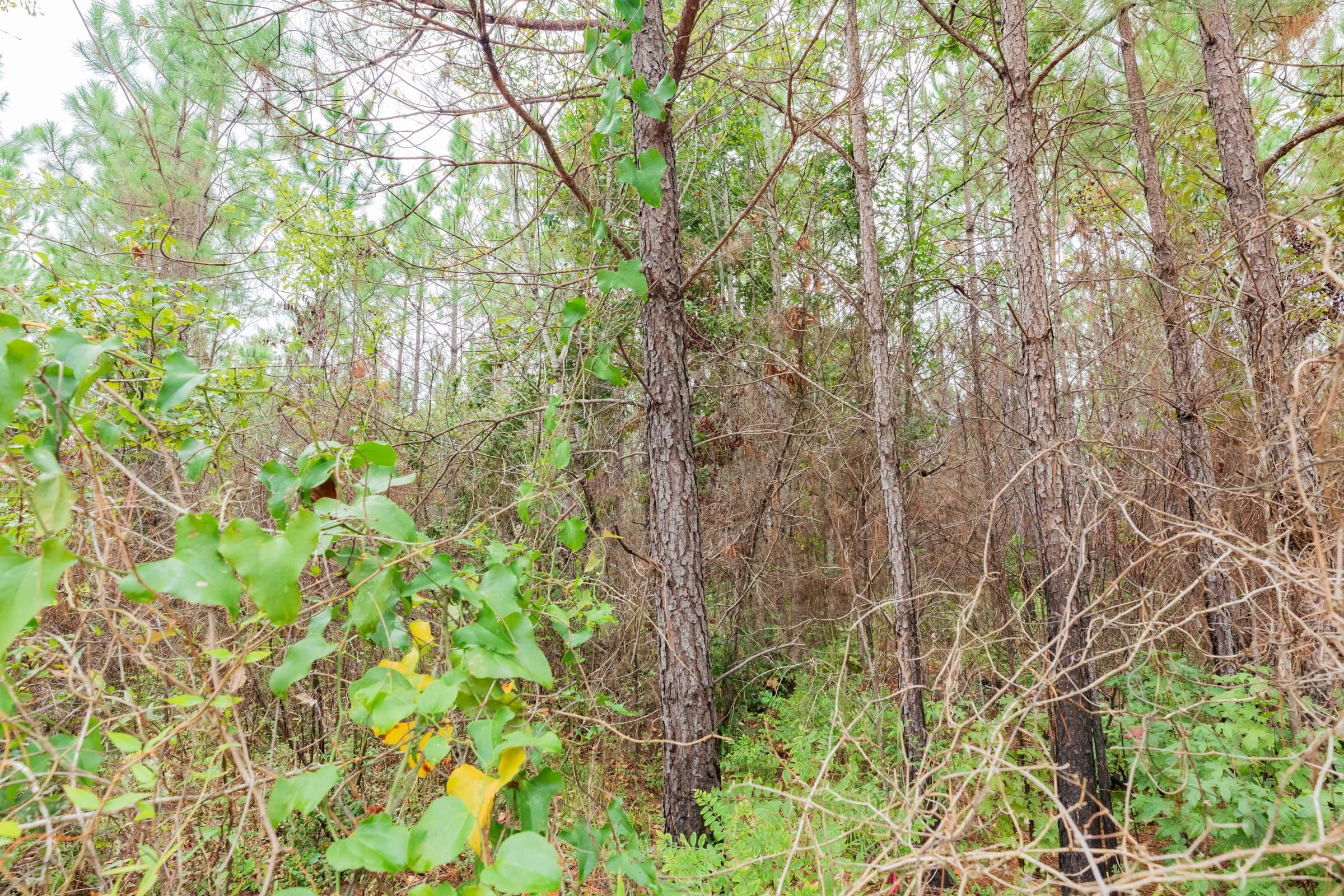 Jackson’s Gap Tract 7 photo 5
