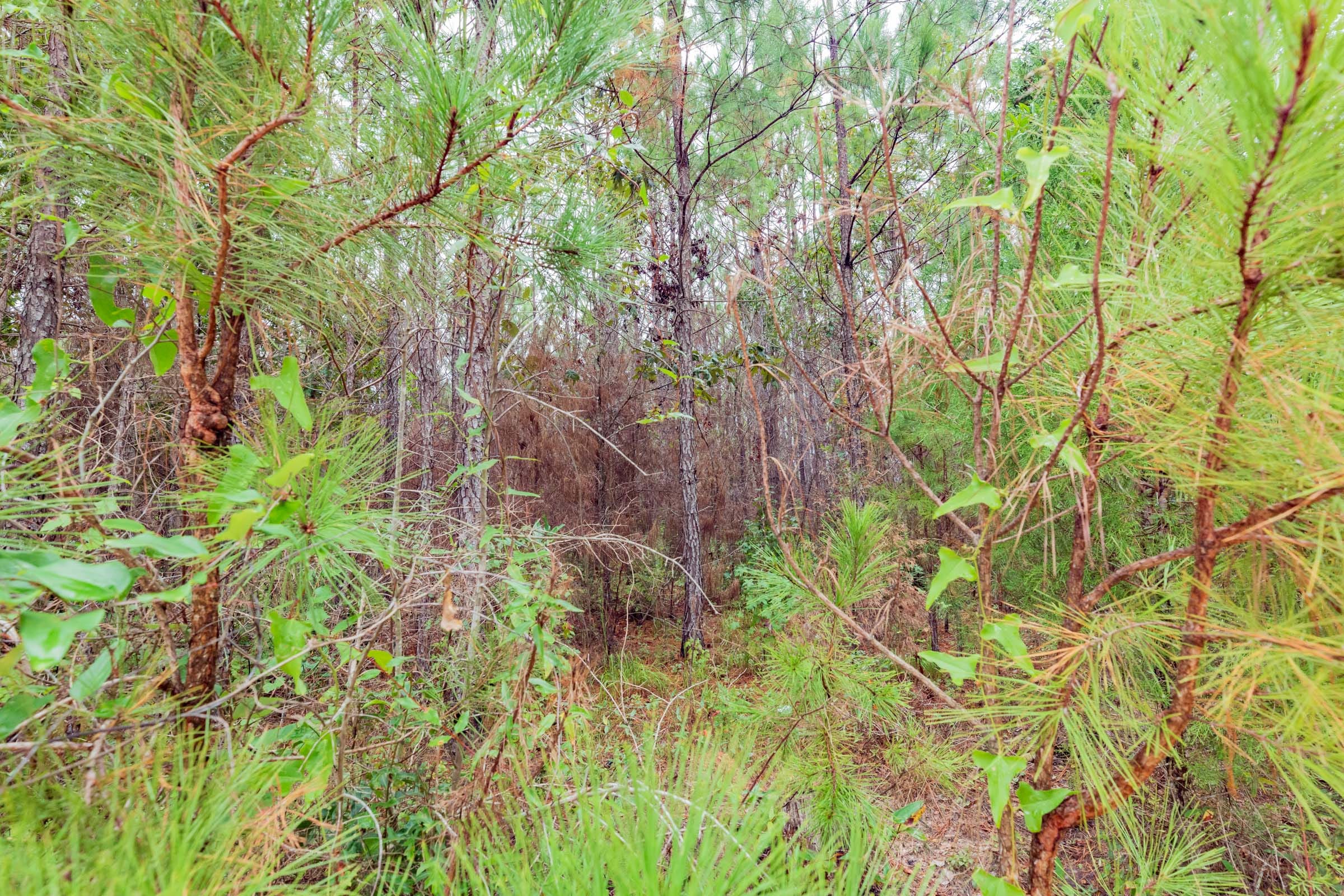 Jackson’s Gap Tract 7 photo 6