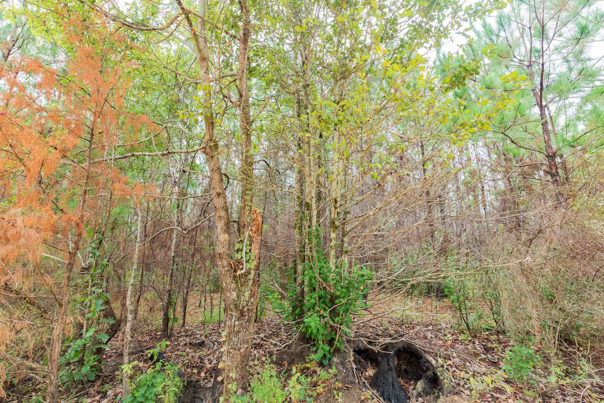 Jackson’s Gap Tract 7 photo 9