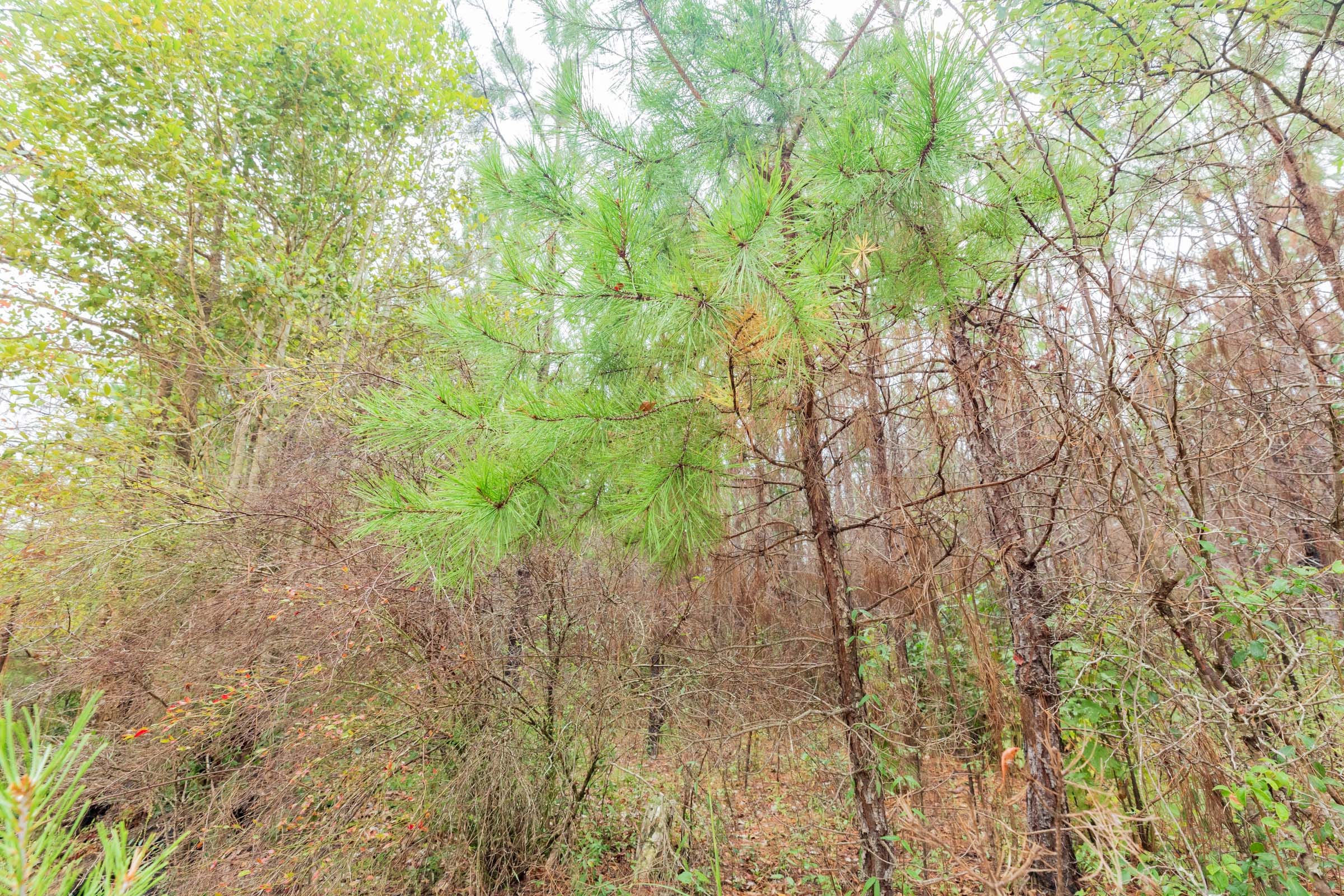 Jackson’s Gap Tract 7 photo 8