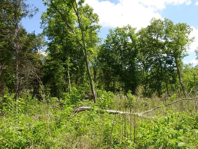 Antler Ridge Tract 23 photo 2