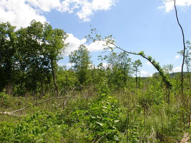 Antler Ridge Tract 23 photo 3