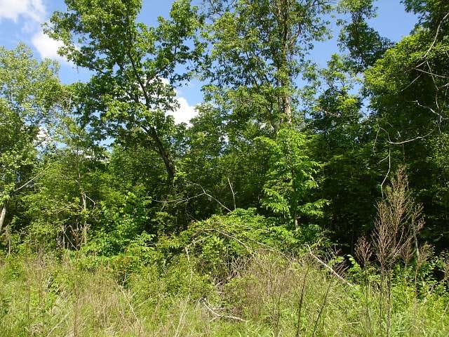 Antler Ridge Tract 23 photo 4