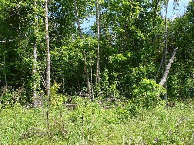 Antler Ridge Tract 23 photo 5