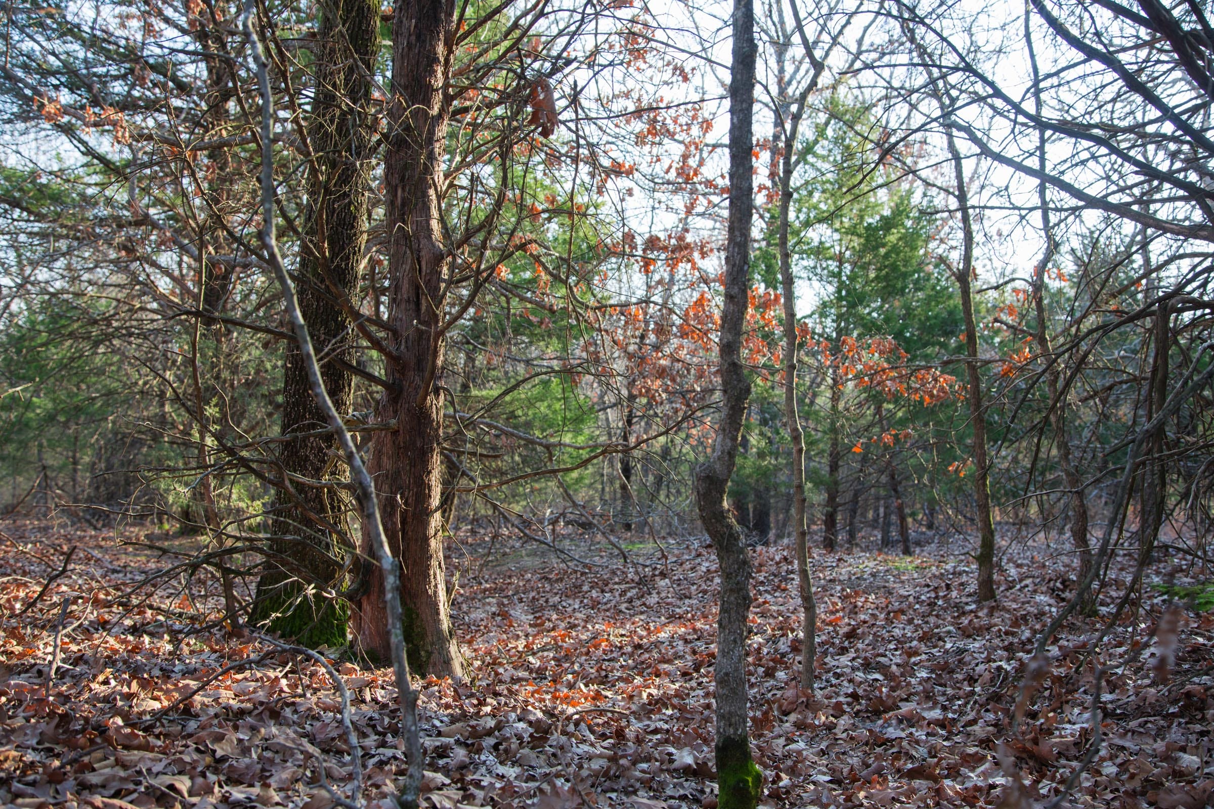 Eufaula Cove Tract 27 photo 9